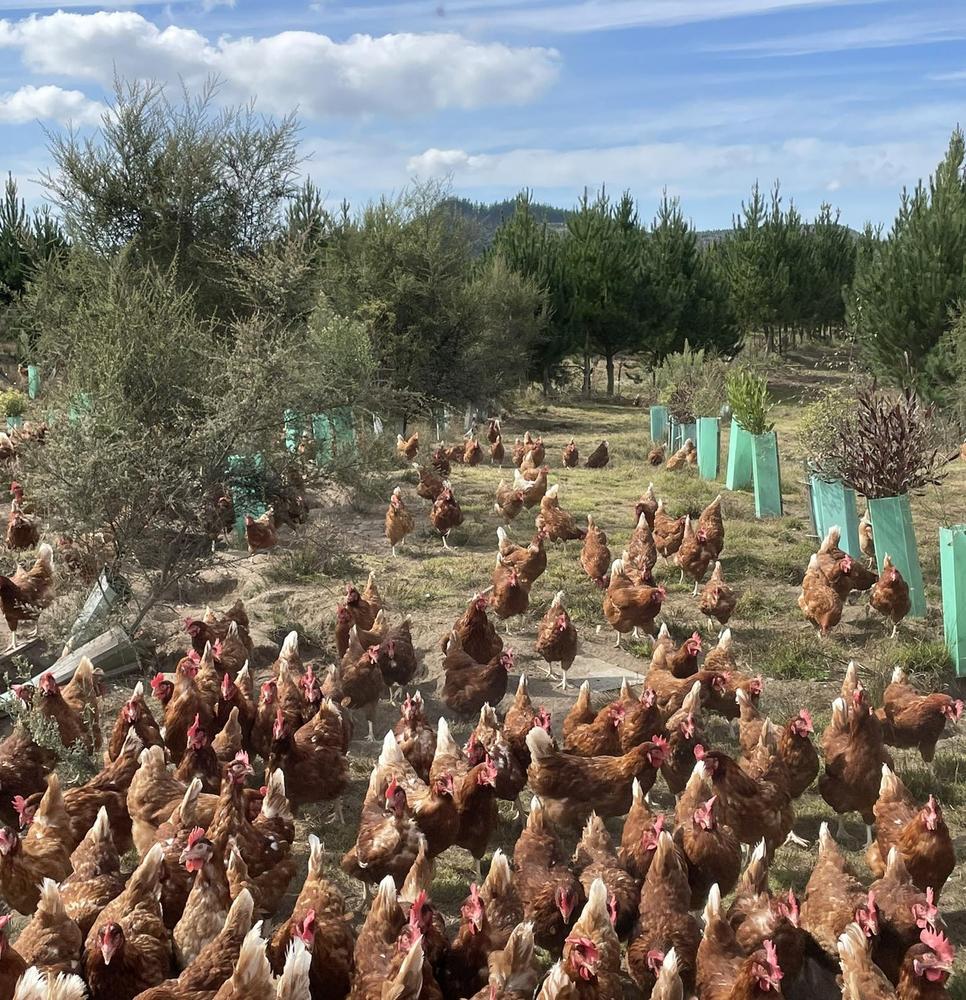 Shade and shelter trees and shrubs on an outdoor range.