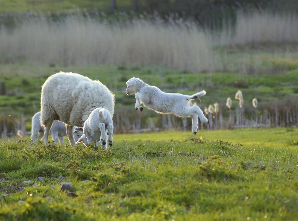 Lambs frolicking at pasture beside their grazing dam.