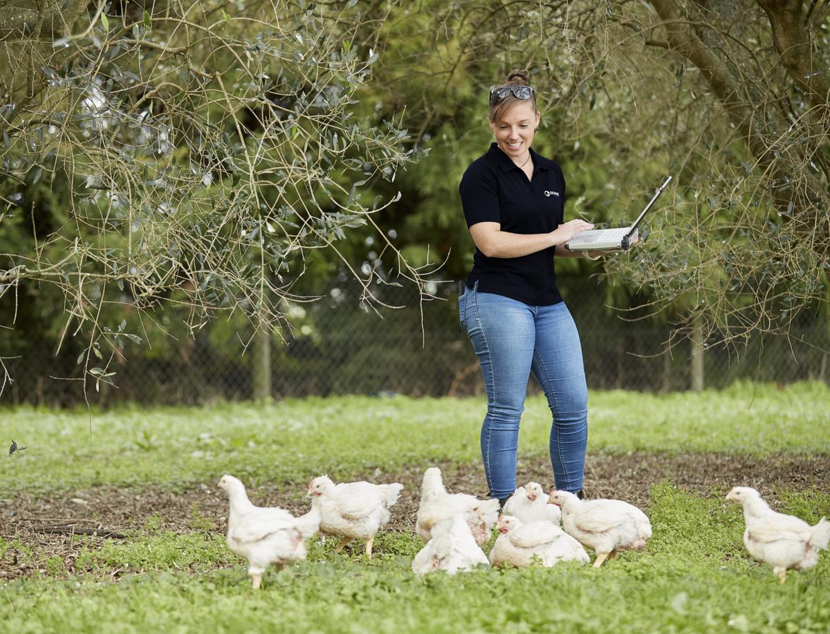 SPCA Certified auditor conducting a welfare inspection on a free-range poultry farm, observing white chickens in a pasture with trees